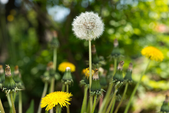Taraxacum officinale in various states of seed or pappus (blow thing)