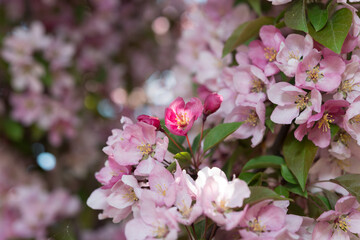 pink crab apple blossoms in spring