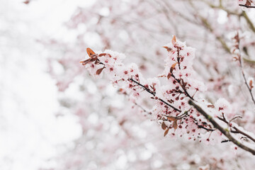 pink blossoms under snow