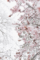pink blossoms under snow