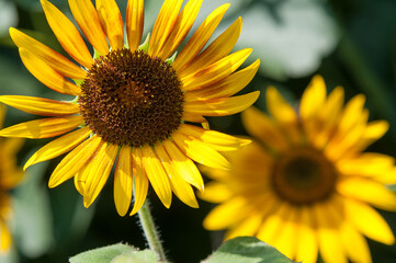Obraz premium sunflower in the garden