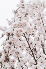 Naklejka premium pink blossoms under snow