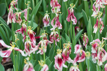 tulips after the petals have shrivelled