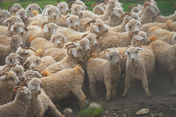 Africa- Angora Goats Being Herded in a Cloud of Dust