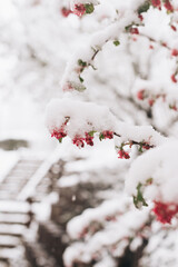 pink blossoms under snow