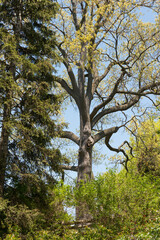 trees in the park