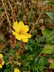 Nature and animal photography in Taman Safari
