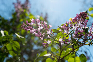 lilac blossoms in the park