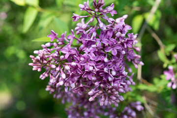 lilac blossoms in the park