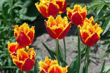 Fototapeta premium red and yellow tulips outdoors