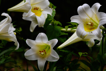 Easter Lilies In Soft Low Key Lighting-4546