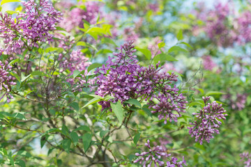 Fototapeta premium lilac blossoms and leaves on a spring day