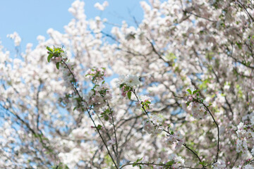 blooming tree