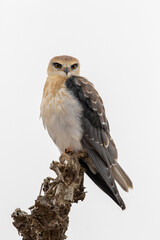 Sub-adult black-winged kite, Addo Elephant National Park