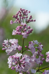 lilac blossom close up