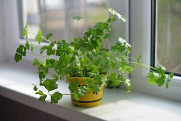 Fresh green parsley growing up in a yellow pot placed indoors on a white windowsill in spring