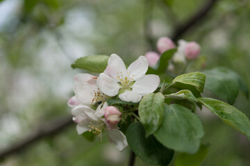 tree blossom close up