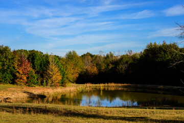Pond On The Edge Of A Field With Fall Foliage-5806