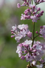 lavender pink lilac blossoms on a dreamy bokeh background