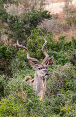 Kudu bull, Addo Elephant National Park