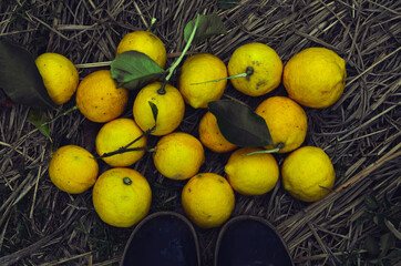 Cosecha de limones