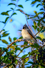 Titmouse Perched In Tree-6618