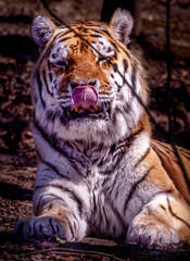 Tiger nach dem Essen