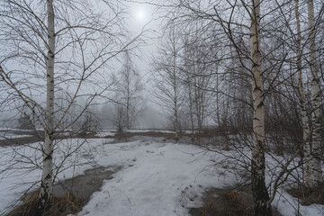 Birch grove in early spring in a thick fog