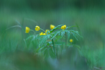 The first wild flowers of spring in the rain