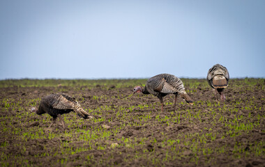 A flock of wild turkeys entered an agricultural field with wheat seedlings in search of food