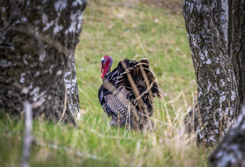 A wild turkey on the outskirts of the forest hides between the trees