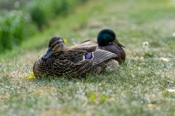 couple of duck relaxing on the grass close to the pond, green background, family photography, close up, Slovakia
