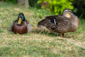couple of duck relaxing on the grass close to the pond, green background, family photography, close up, Slovakia