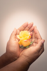 yellow rose in hand