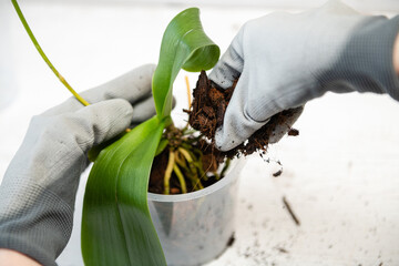 Hands holding transparent pot for orchids and phalaenopsis orchid plant before potting. Repotting...