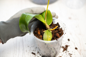 Hands holding transparent pot for orchids and phalaenopsis orchid plant before potting. Repotting...