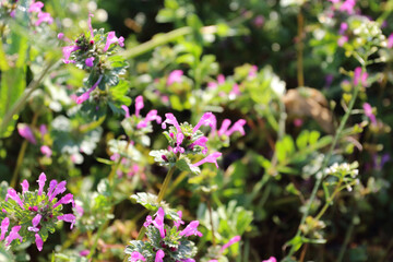ホトケノザ 春の花