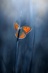 orange butterfly on a blade of grass