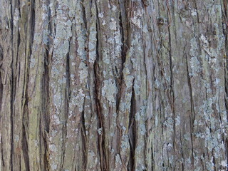 old wood texture