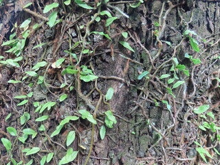 leaves on the ground