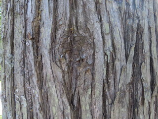 bark texture