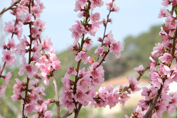 Peach blossom flowers