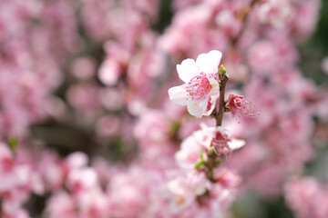 blossom peach tree