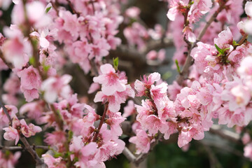 blossoming peach tree