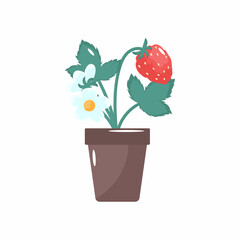 Strawberry plant in a flowerpot with flowers and berry. isolated on white background. Vector illustration.