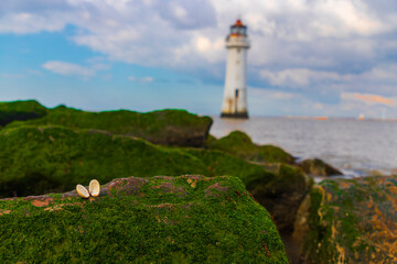 Fototapeta na wymiar Seashells with lighthouse backdrop- strand line treasures
