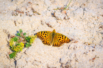 Queen of spain fritillary, issoria lathonia, butterfly resting in a meadow.