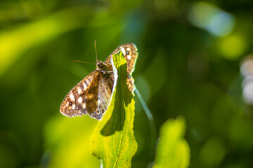 Speckled wood butterfly Pararge aegeria side view