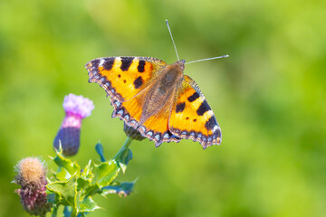 Aglais urticae, small tortoiseshell butterfly top view, open wings