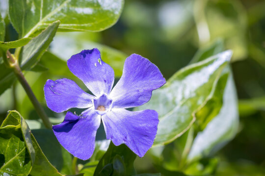 Closeup of a Vinca major, bigleaf periwinkle, large periwinkle, greater periwinkle, blue periwinkle, flower